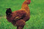 Characteristics of a Rooster vs. Hen