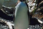 Interesting Facts About the Yellow-Eyed Penguin