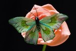 Are Butterflies Attracted to Color?