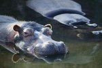 The Dangers of a Hippopotamus