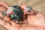 How to Care for Newborn Macaw Chicks