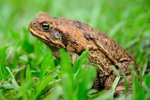 Cane Toad Toxin
