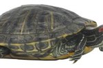 Gender Identification of Slider Turtles