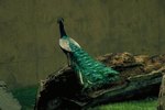 Science Facts on Peacocks