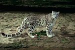 Himalayan Snow Leopard History
