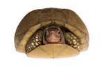 How Do Tortoises Retract Their Heads?