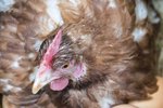 What Is a Broody Hen?
