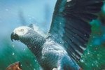 The Proper Climate for an African Grey