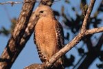 What Are Some Cousins of Red-Tailed Hawks?
