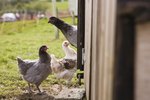 Can Poultry Be Near Horses?
