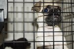 Do Mesh Kennels Work as Well as Metal Kennels?