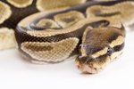 How Do Snakes Sleep With Their Eyes Open?
