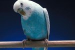 Why Does a Budgie Stretch His Neck With His Beak Open?