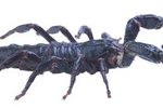 What Happens If a Malaysian Black Forest Scorpion Stings You?