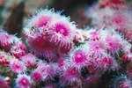 How to Care for Zoanthids
