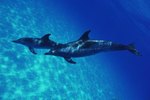The Habitat of Atlantic Spotted Dolphins