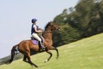 Trotting Vs. Cantering in Horses