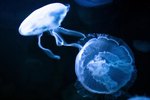 Budding in Jellyfish