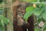How Long Do Orangutan Mothers Stay With Their Young?