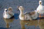 How to Tell the Gender of a Gosling