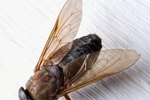 What Birds Eat Horseflies?