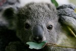 Information on the Reproductive System of a Koala Bear