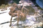 What Are the Necessities for Having a Tarantula?