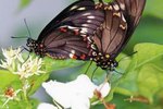 The Purposes of Butterfly Antennae