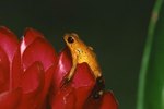 Humans Impact on Poison Dart Frogs