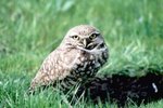 How Does a Burrowing Owl Care for Its Young?