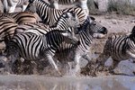 How Many Zebra Species Are There?