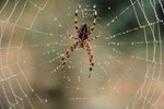 The Differences between Brown Widow & Orb-Weaver Spiders