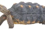 Difference Between Red-Footed and Russian Tortoises