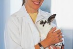 rabbits pigs vaccination schedule parvo pets immunization smelly kaopectate bunnies flus colds virus catch animals mom