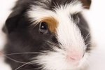 What Does It Mean When a Guinea Pig Holds His Head Sideways?