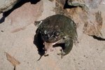 Care of a Sonoran Desert Toad
