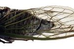 How Often Do Cicada Bugs Come Out?