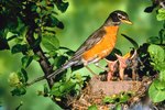 What to Do if a Robin Abandons Her Nest