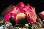 How to Take Care of Sea Sponges