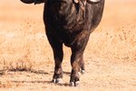 Adaptations of the African Buffalo