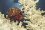 What Color Should a Hermit Crab Be After Molting?