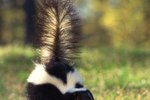 Do Skunks Smell Without Spraying?