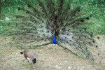 The Difference Between Peacocks and Peahens