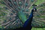 Types of Peacocks