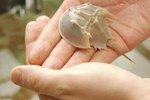 Facts About Horseshoe Crabs Laying Eggs