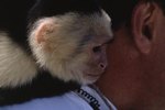 How to Groom a Capuchin Monkey