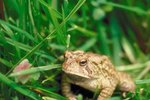 Hibernation Eating Habits of the American Toad