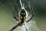 Identification of Oklahoma's Spiders