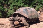 The Desert Tortoise's Diet