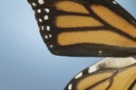 What are the Differences Between Male & Female Monarch Butterflies?